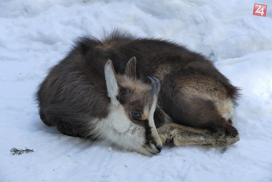Ilustračný obrázok k článku Záchranná akcia na železnici: Spod masy snehu vyslobodili uväzneného kamzíka