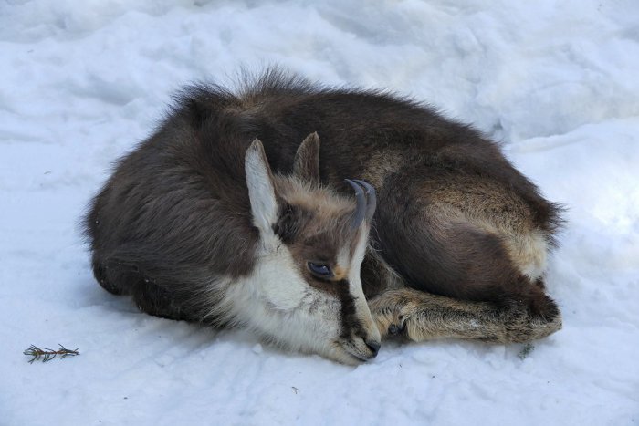 Ilustračný obrázok k článku Záchrana trojice vysilených kamzíkov: Žiaľ, prežil len jediný
