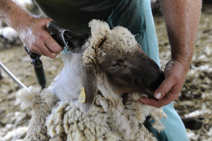 Ilustračný obrázok k článku Dôchodkyňa Eva má zlaté ruky: Z ovčej vlny vytvára umelecké diela