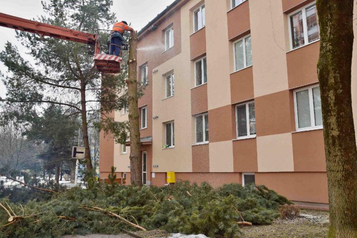 Ilustračný obrázok k článku O výrub drevín je zo strany Brezňanov záujem. Občania oň môžu žiadať kedykoľvek