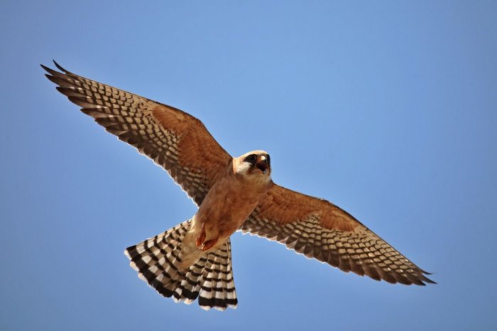 Ilustračný obrázok k článku Horúčavy im nevadia: Vtáky už odlietajú do teplých krajín