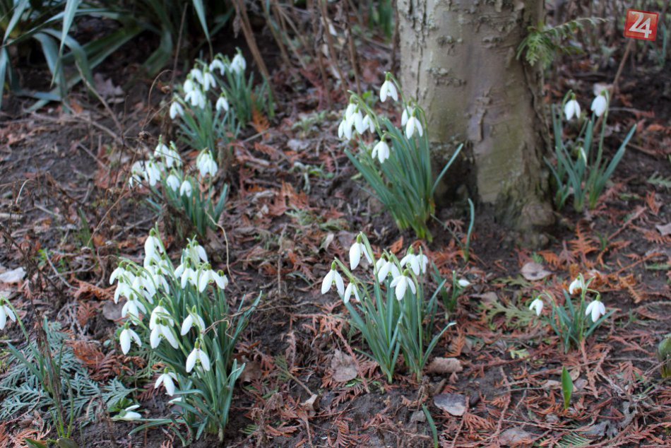 Ilustračný obrázok k článku FOTO: Bystrica sa odela do jarného šatu. Nádhera, koľko vykvitlo snežienok