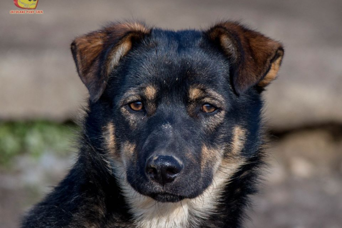 Ilustračný obrázok k článku Náš útulkáčsky seriál pokračuje: Ktorí havkáči potrebujú domov? FOTO