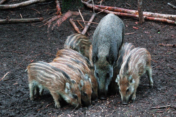 Ilustračný obrázok k článku Pomôžte ochrániť Hájik pred diviakmi: Mesto pozýva na dobrovoľnícku akciu