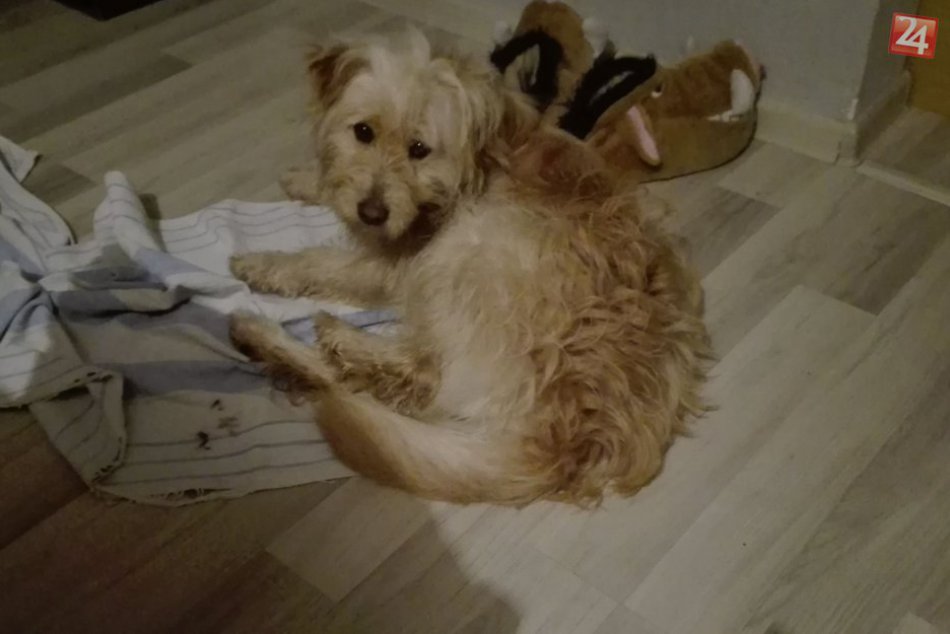 Ilustračný obrázok k článku Majitelia z Revúčky prosia o pomoc. Stratil sa im milovaný psík Leo