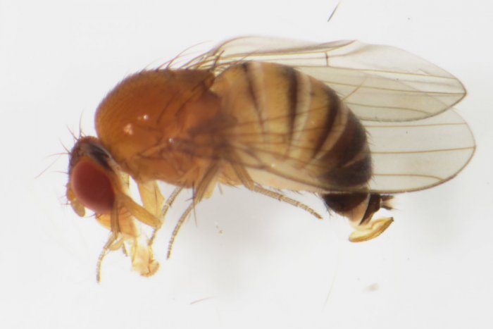 Ilustračný obrázok k článku Vedci z Prešovskej univerzity? V našom meste zaznamenali nebezpečný druh inváznej muchy