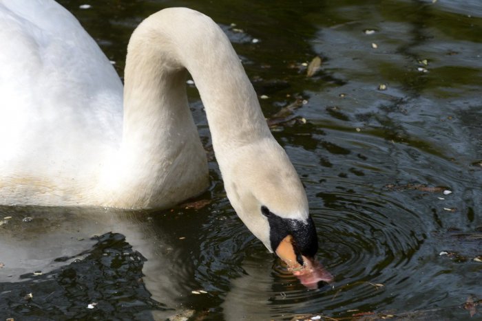Ilustračný obrázok k článku Po vypustení rybníka pri Nitre nastali problémy: Na mieste ochranári aj inšpekcia