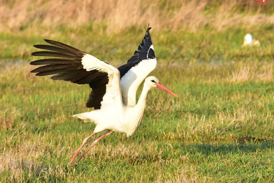 Ilustračný obrázok k článku Prvý apríl - Svetový deň vtákov