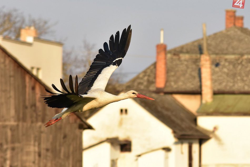 Ilustračný obrázok k článku Zo sveta zvierat: Bocian preletí za rok aj 30-tisíc kilometrov!