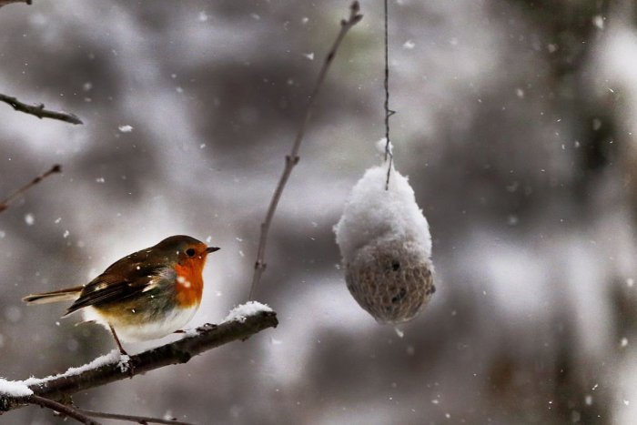 Ilustračný obrázok k článku Vtáky sa vracajú z teplých krajín: Treba im pomôcť prikrmovaním