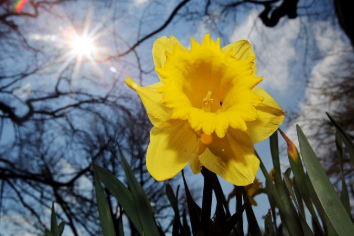 Ilustračný obrázok k článku Víkend prinesie slnečné jarné počasie: Teploty budú siahať až na 15 °C