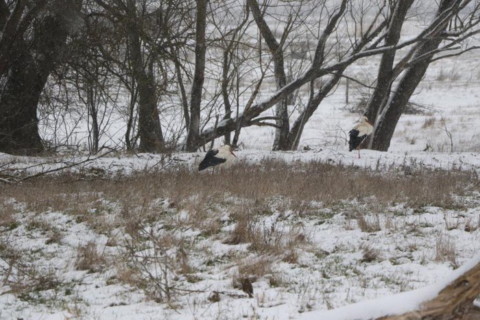 Ilustračný obrázok k článku Premznuté bociany v okolí Michaloviec: Na problém upozorňujú odborníci