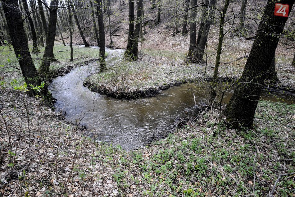 Ilustračný obrázok k článku Jedinečná šanca pre Zvolenčanov. V našom meste vystavujú najlepšie zábery lesa