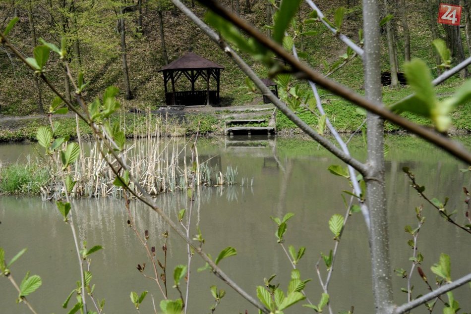 Ilustračný obrázok k článku Lesy SR môžu aplikovať v lesoch v Bratislave chémiu, aktivisti ich žalujú