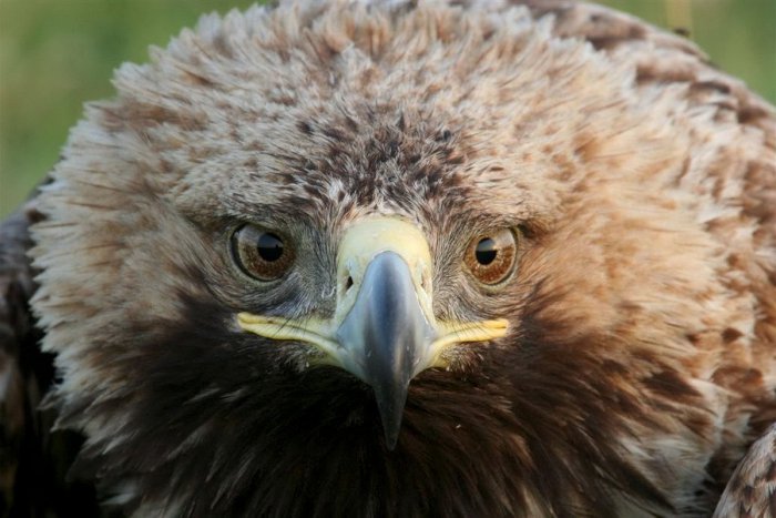 Ilustračný obrázok k článku Slováci sa zapojili do Európskych dní vtáctva: Zaznamenali takmer 30-tisíc operencov