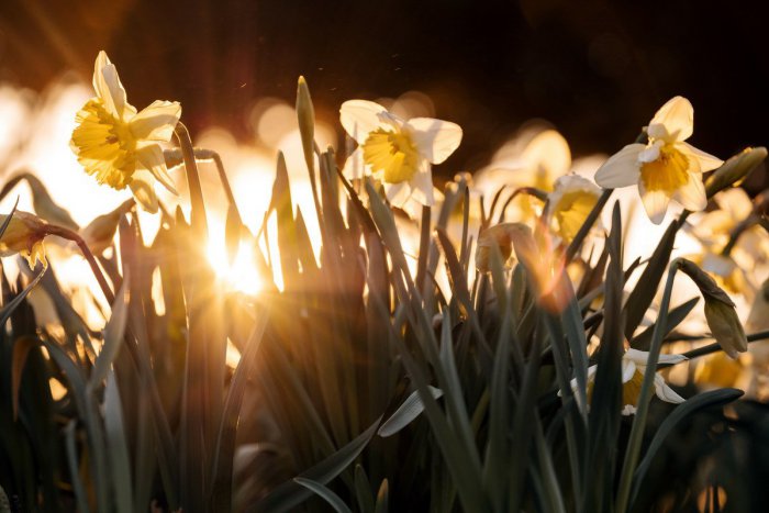 Ilustračný obrázok k článku RANNÁ ŠTVORKA: V nedeľu vystúpi teplota na 11 °C, meniny má Marián