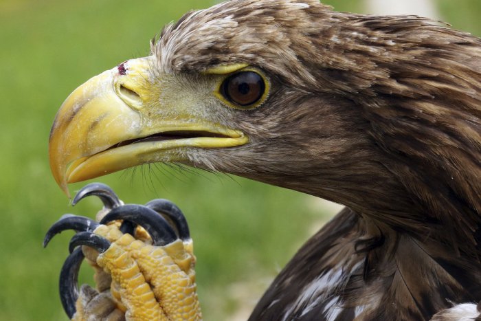 Ilustračný obrázok k článku Neďaleko Šale našli ďalšie uhynuté dravce: Ide o vzácny a ohrozený druh