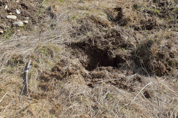 Ilustračný obrázok k článku Brezňania roky sadili stromčeky pre svoje narodené deti, dreviny zožrali diviaky