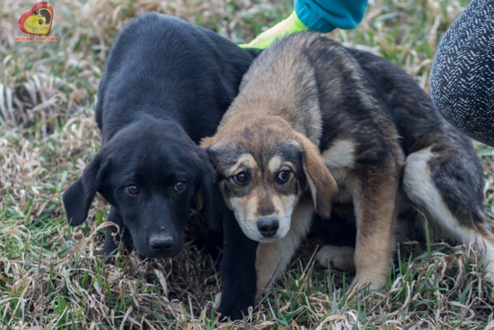 Ilustračný obrázok k článku I dnes vám ponúkame útulkáčov: Potrebovali by dobré zázemie, FOTO