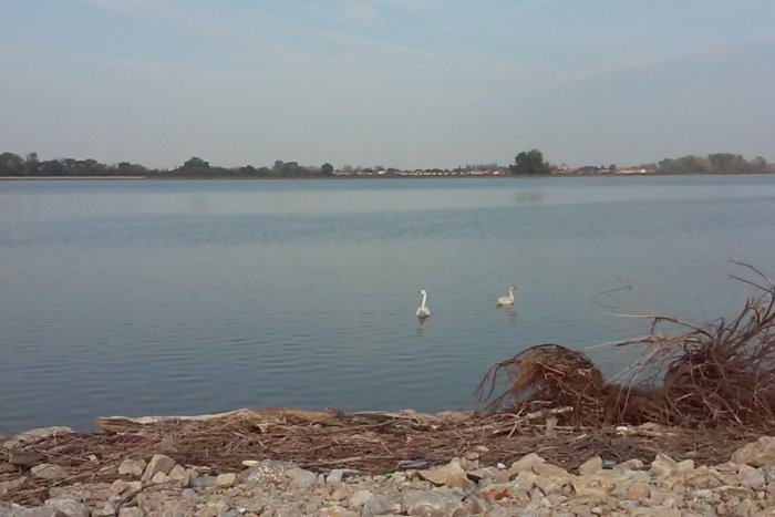 Ilustračný obrázok k článku Pri vodnej nádrži Kráľová potvrdili vtáčiu chrípku: Našli nakazenú čajku!