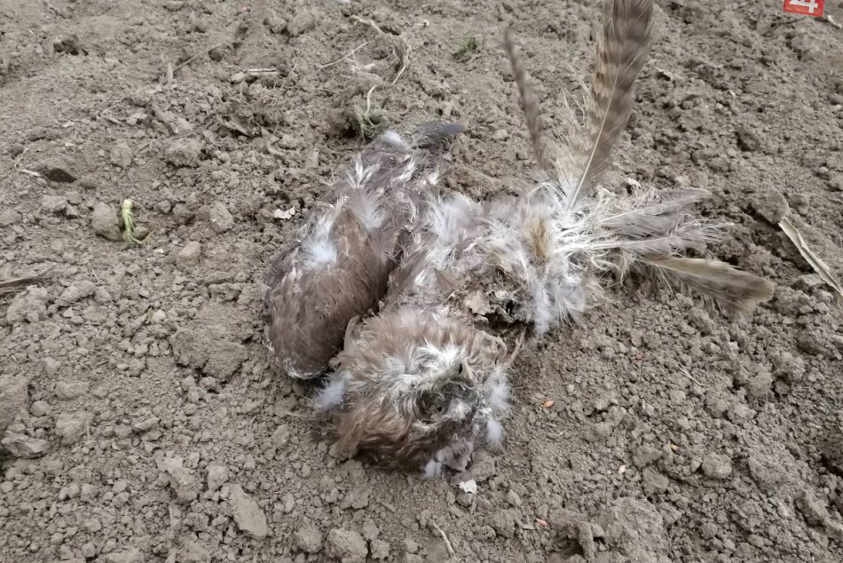 Ilustračný obrázok k článku Desiatky uhynutých dravcov: Policajti našli v dome  poľovníka nebezpečný jed