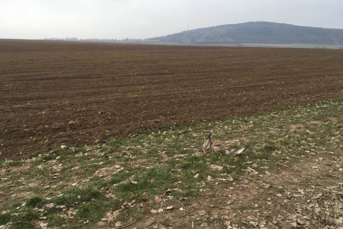 Ilustračný obrázok k článku Hrozný pohľad: Neďaleko Nitry našli 14 uhynutých myšiakov hôrnych