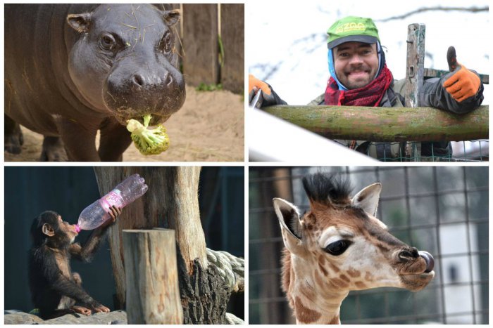 Ilustračný obrázok k článku Hľadáte si prácu a radi trávite čas v spoločnosti zvierat? ZOO hľadá posily!