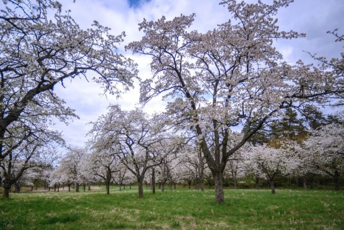 Ilustračný obrázok k článku RANNÁ ŠTVORKA: Teploty v utorok do 17 stupňov, oslávencom je Richard