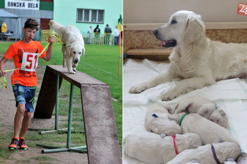 Ilustračný obrázok k článku Hrochoťan Dominik (12) boduje v krásnom športe. So svojím psíkom sú vicemajstrami Slovenska