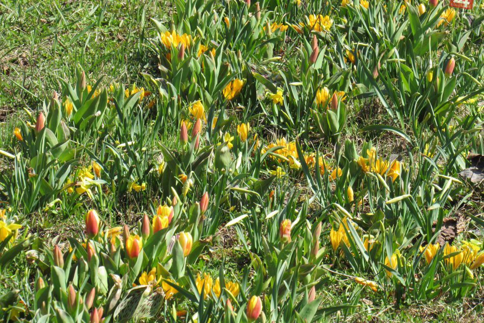 Ilustračný obrázok k článku Prešov už kvitne do jarnej krásy: FOTKY z našich ulíc, ktoré potešia aj vaše oči