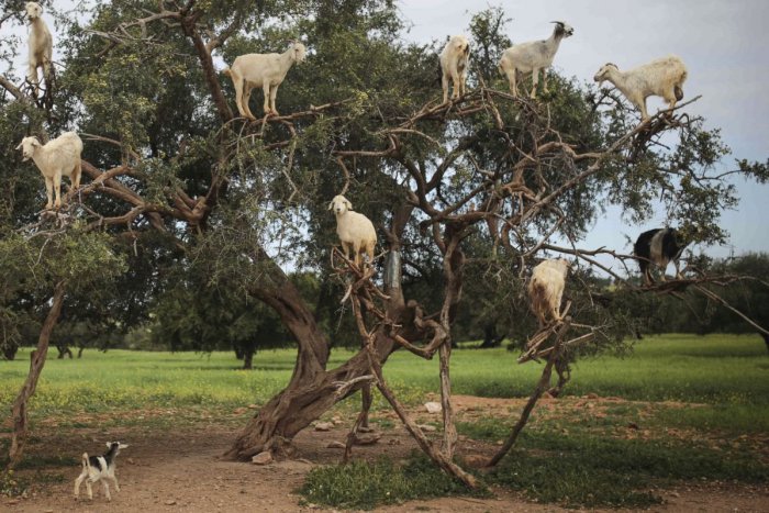 Ilustračný obrázok k článku KURIOZITA DŇA: Kozám sa na zemi nepáči, pasú sa v korunách stromov