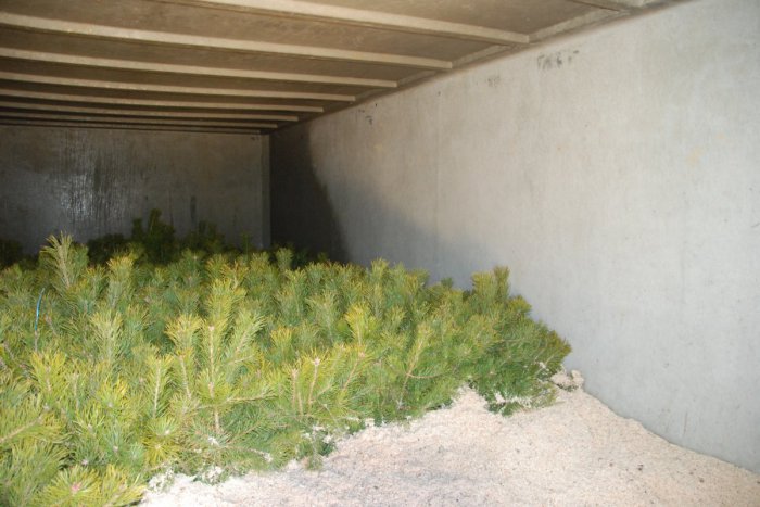 Ilustračný obrázok k článku Pod Tatrami s novými stromčekami: Snehové jamy s tisíckami sadeníc