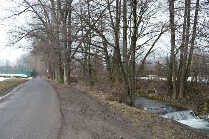 Ilustračný obrázok k článku V Bystrici prebehne výrub. Začalo sa s úpravou brehového porastu popri Tajovke