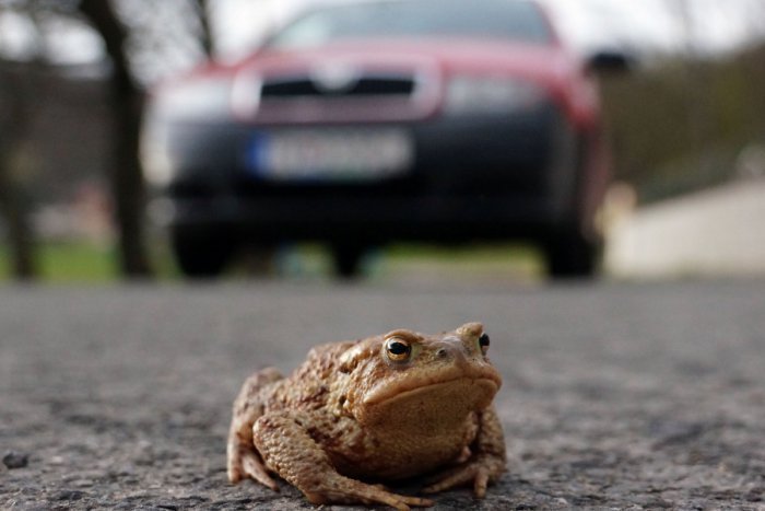 Ilustračný obrázok k článku Vodiči, nečudujte sa! Žaby začali migráciu, pri cestách pribudli zábrany