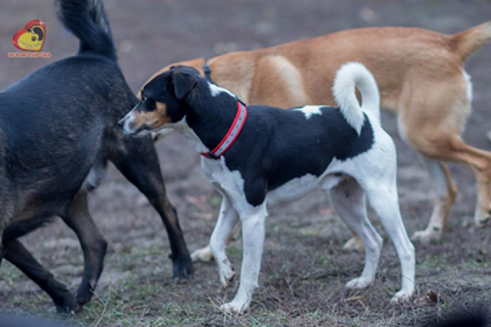 Ilustračný obrázok k článku FOTO, Psíčkovia z útulku sú opäť tu: Túžobne čakajú na váš príchod!