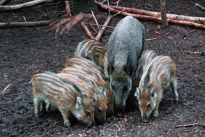 Ilustračný obrázok k článku Incident s diviakmi na Hájiku: Mestskí policajti to ale vysvetlili jasnou rečou!