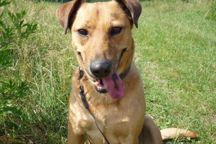 Ilustračný obrázok k článku Ricky, najväčší nešťastník zo žiarskeho útulku: Môže mať takúto smolu? FOTO