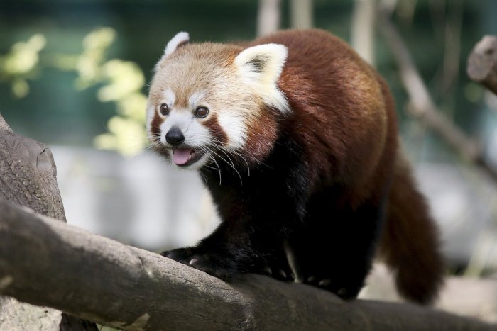 Ilustračný obrázok k článku Zoologická záhrada je pre hrozbu koronavírusu zatvorená