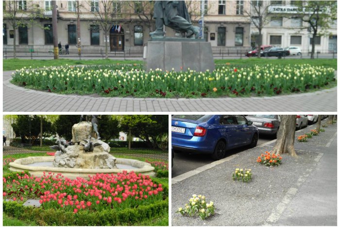 Ilustračný obrázok k článku OBRAZOM: Staré Mesto rozkvitlo do krásy
