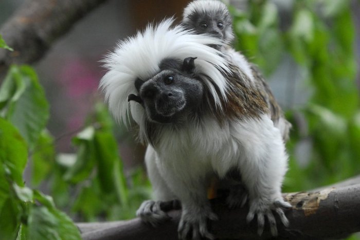 Ilustračný obrázok k článku Košická zoo ukončila chov obľúbených opičiek: Uvidíme ich ešte niekedy?