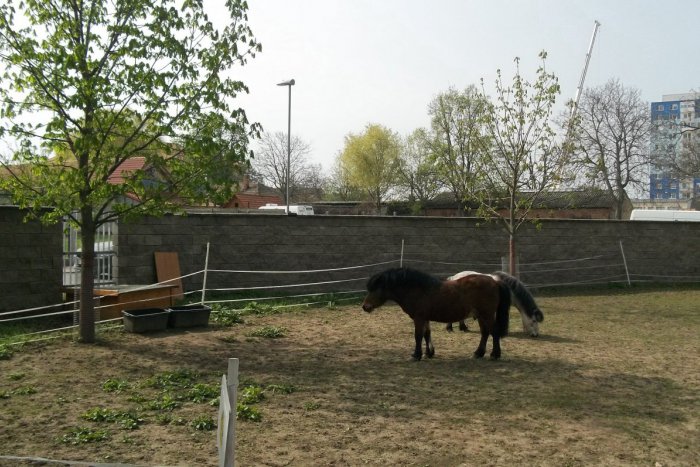 Ilustračný obrázok k článku K nezbedným kozám pribudnú morky: Voliéru im už dokončujú, FOTO