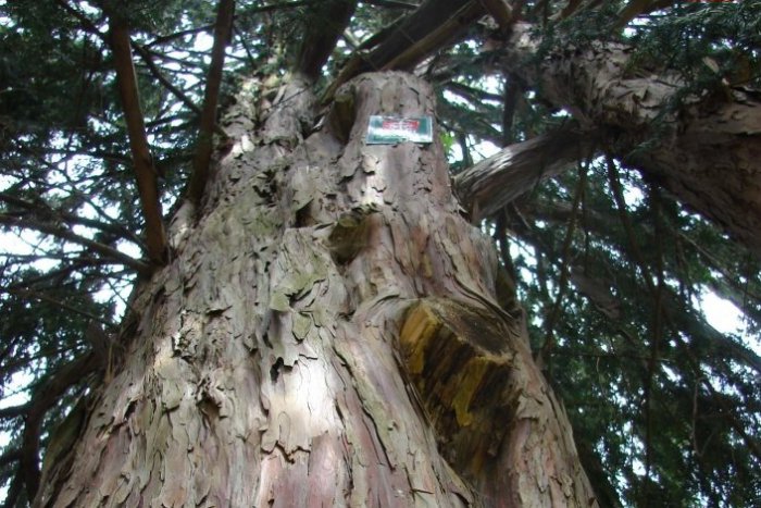 Ilustračný obrázok k článku Vratký osud známej sekvoje: Rozhorčení Kremničania spisujú petíciu