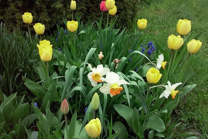 Ilustračný obrázok k článku V Šali vymysleli atraktívnu súťaž: Obyvatelia sa môžu popýšiť predzáhradkami