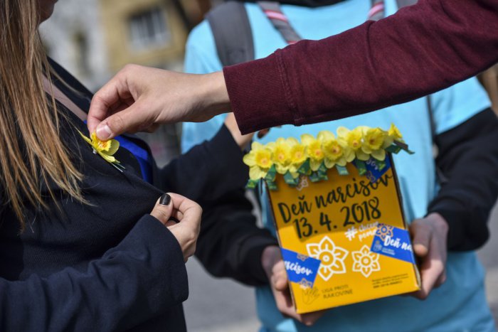 Ilustračný obrázok k článku Na Deň narcisov vyzbierali v Bratislave viac ako 200-tisíc eur