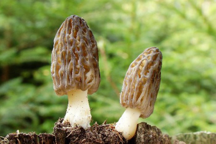 Ilustračný obrázok k článku V okolí Žiliny už rastie aj táto delikátna huba: Čo sa z nej dá pripraviť?