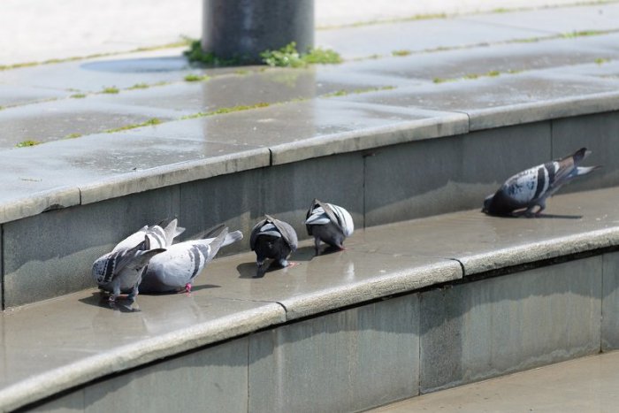 Ilustračný obrázok k článku Samospráva reguluje "lietajúce potkany", kto ich kŕmi, riskuje 33-eurovú pokutu