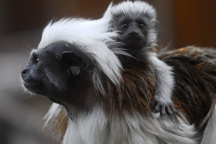 Ilustračný obrázok k článku Prírastky v neďalekej základke: Exotické opičky nepohrdnú jogurtom, žiaci im varia špeciálny čaj