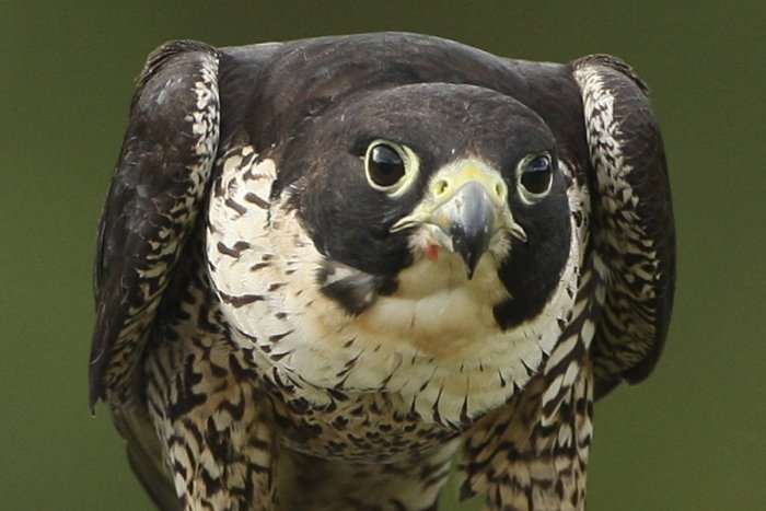 Ilustračný obrázok k článku Dravec, ktorý vzbudzuje rešpekt: Vzácny tvor sa vracia do Kremnických vrchov