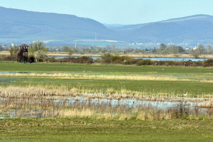 Ilustračný obrázok k článku Vedeli ste o tom? Na Senianskych rybníkoch zaznamenali 290 druhov vtáctva!