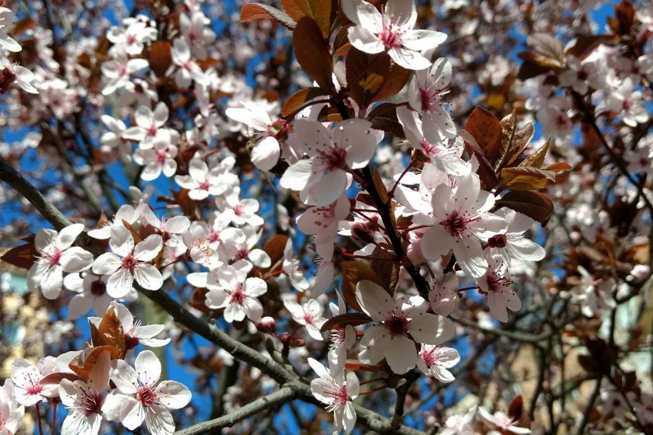 Ilustračný obrázok k článku Spišská rozkvitla do krásy: Jarné zábery z nášho mesta, ktoré vedia potešiť oči